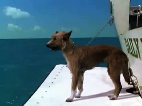 ДЕЛЬФИН СПАСАЕТ СОБАКУ ОТ АКУЛЫ.mp4