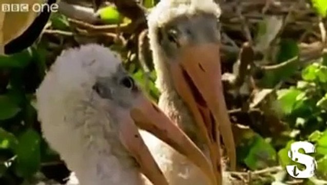 Animali parlanti trooooppo divertenti