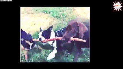Gato Divertido 2016 - Funny Animals Videos Best Dog VINE Compilation Beste Hunde Vines 201