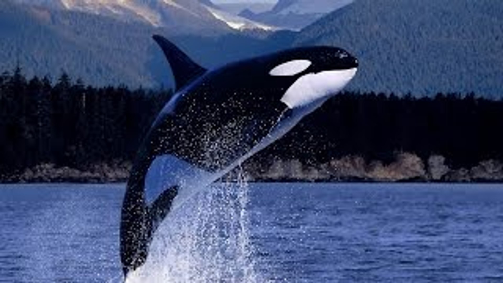 ⁣Sea Animal Documentary: Orca The Killer Whale (Killer Orca Documentary)