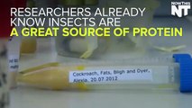 Scientists are using insects to make oil for foods like salad ...