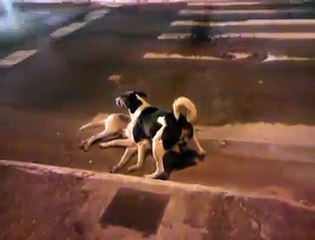 Kind Dog Shows Compassion For Another Dog