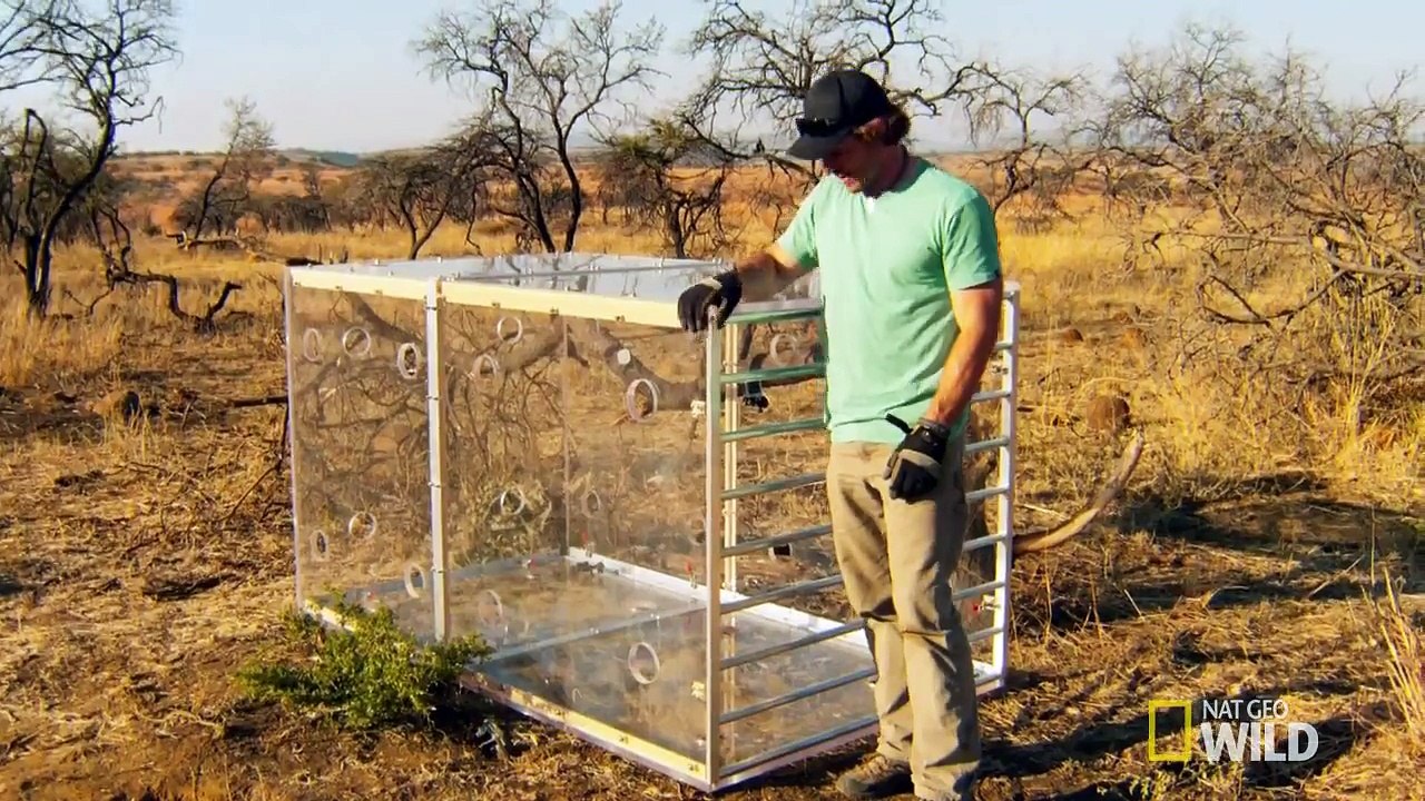 Man vs Lion video