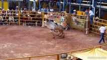 SUPER JARIPEO RANCHERO CON LOS DESTRUCTORES MEMO OCAMPO EN HUANDACAREO MICHOACAN MEXICO LOS TOROS MAS FAMOSOS ENERO 2016