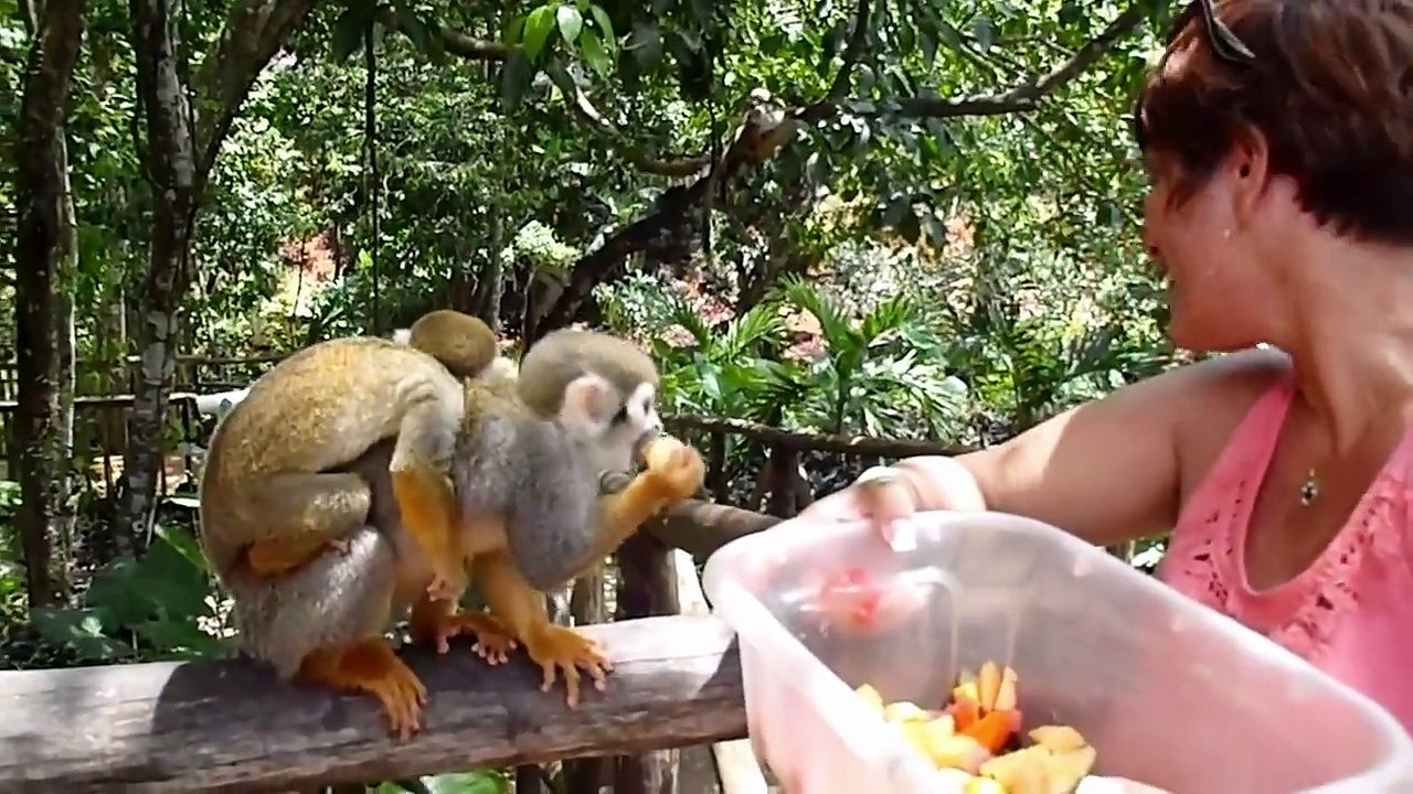 Funny Animals