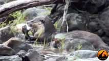 Cape-Clawless Otters Fishing in the Sabie River - Latest Wildlife Sightings