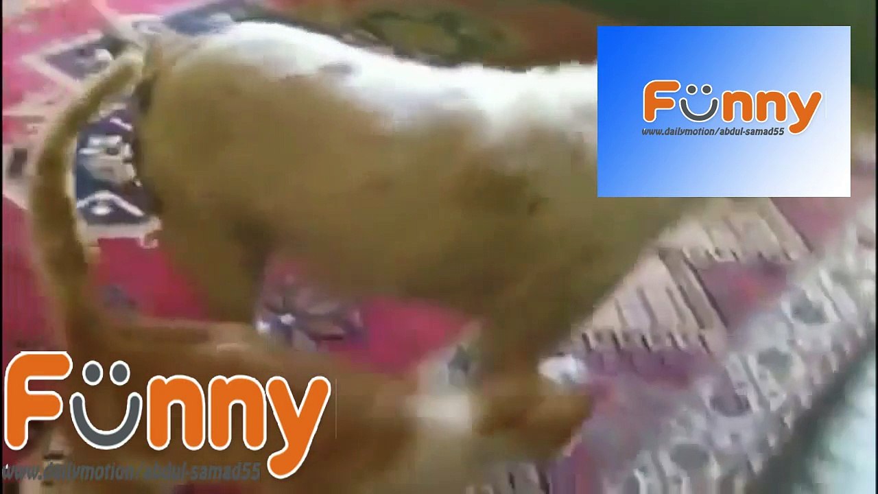Funny cats annoying dogs - Cute animal