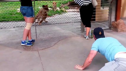 Man Vs Lions at the Zoo