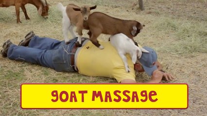 Man Gets Massage From Baby Goats