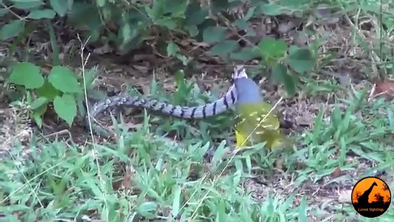 Bird vs Snake - Kuş vs Yılan