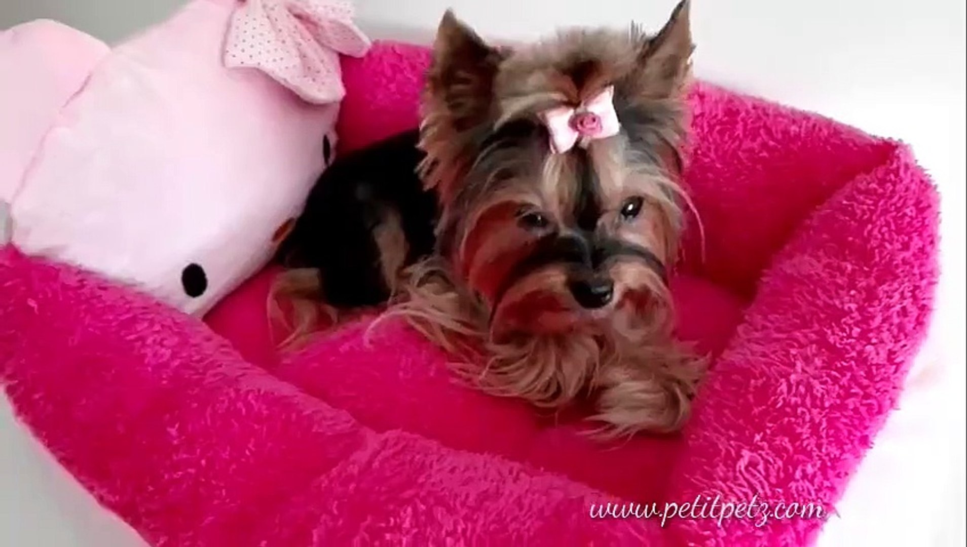 Cama Hello Kitty para perros mini toy yorkshire chihuahuas cachorros -  Vídeo Dailymotion