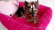 Cama Hello Kitty para perros mini toy yorkshire chihuahuas cachorros