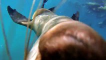 Tourists Swim With Huge Group Of Playful Sea Lions