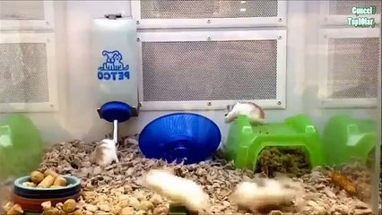 Çılgınca Dans Eden 10 Hayvan