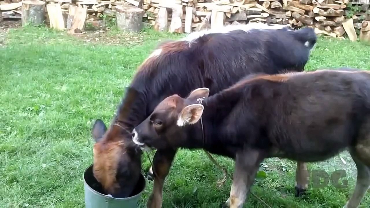 Funny Animal Fail Compilation