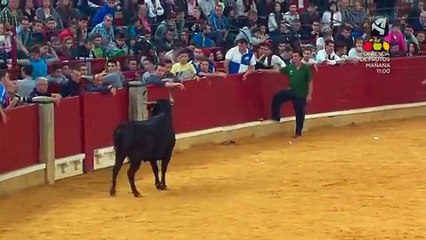 Un taureau fan de Rossi