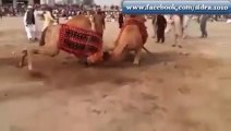 Battle between Two Camels
