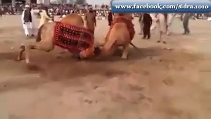 Battle between Two Camels