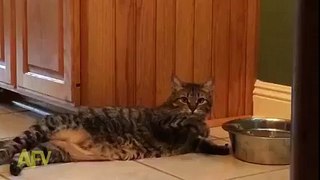 Cat Funniest Video Relax