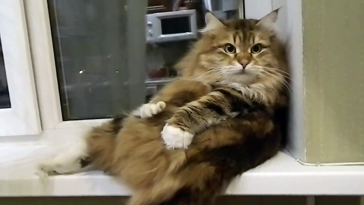 Cat Funniest Video FAT arrkkhhhhh