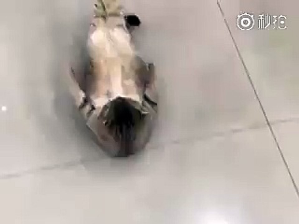 Cat Funniest Video Fitness timeeeeee