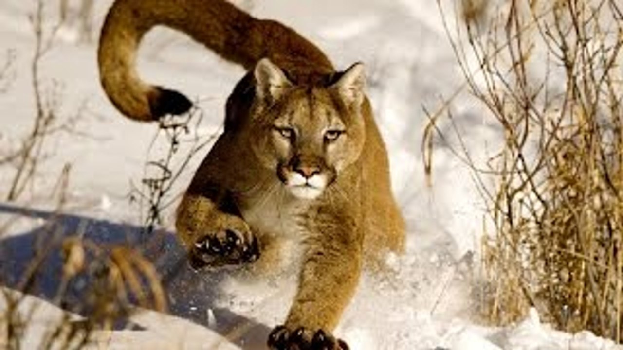 Documentário Animais Selvagens PUMA, O LEÃO DOS ANDES [Documentário Completo e Dublado NAT