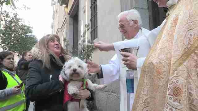Fieles a la tradición, con sus mascotas a la iglesia de San Antón
