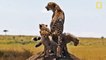 Animal Documentary National Geographic Cheetah, SPEED TO KILL