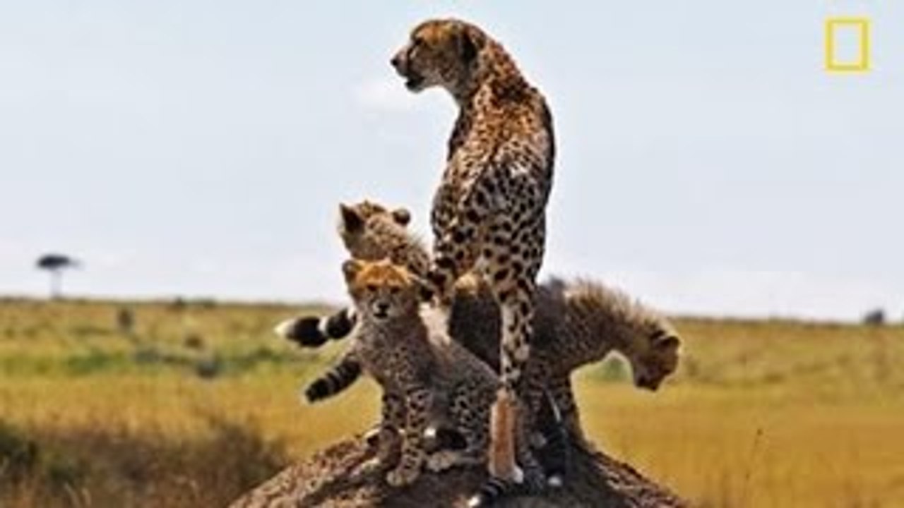 Animal Documentary National Geographic Cheetah, SPEED TO KILL