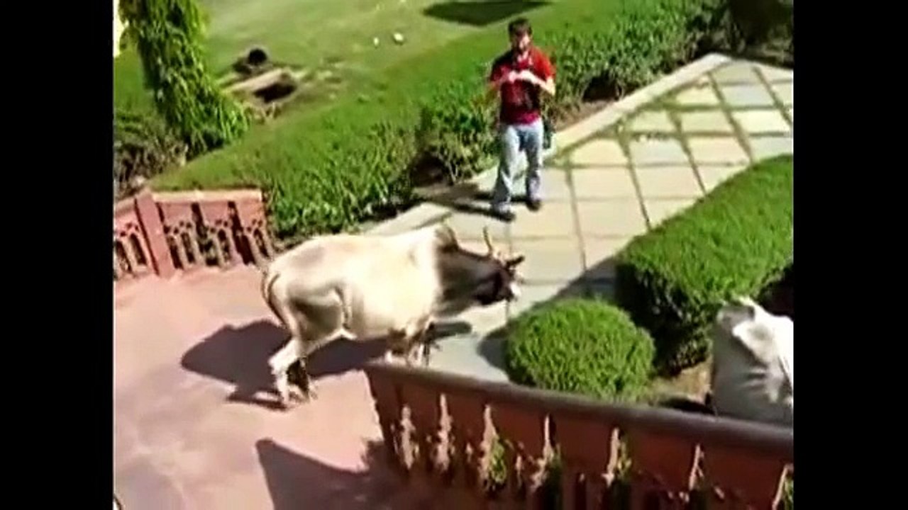 Cow Intelligence & ability