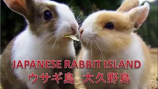 Japanese Rabbit island Incredible! ウサギ島　大久野島