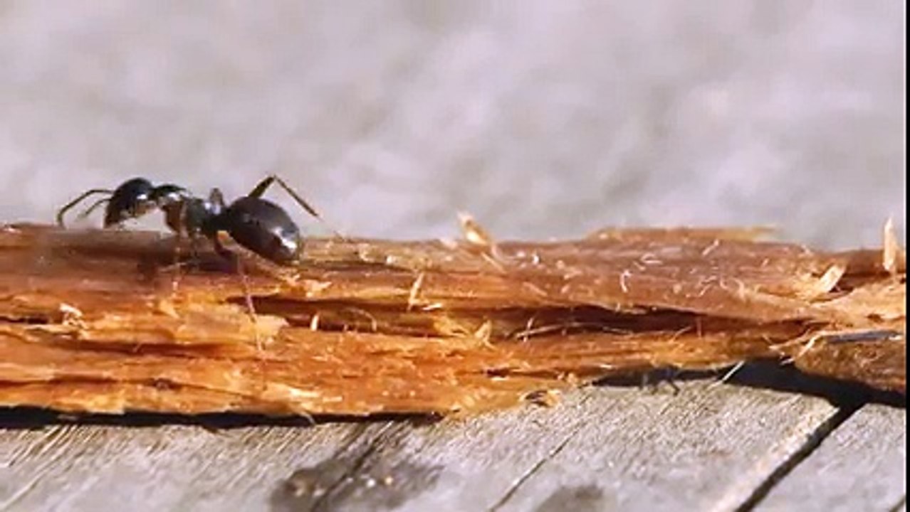 Yere Düşen Bir Damla İçkiden İçen Karınca.. Yok Böyle Bir Şe