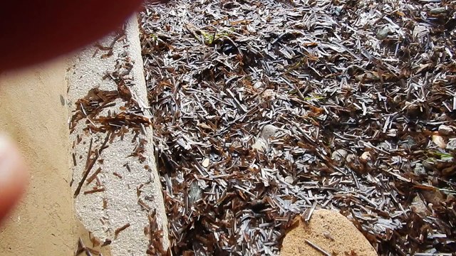 Ayguade de l'île du Levant