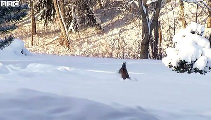 Snow-diving squirrel caught on camera in Estonia