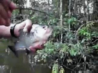 Pirananın Dişleri Ne Kadar Keskindir Yok Böyle Bir Şey