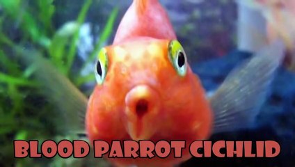 10 Most Amazing Animal Hybrids