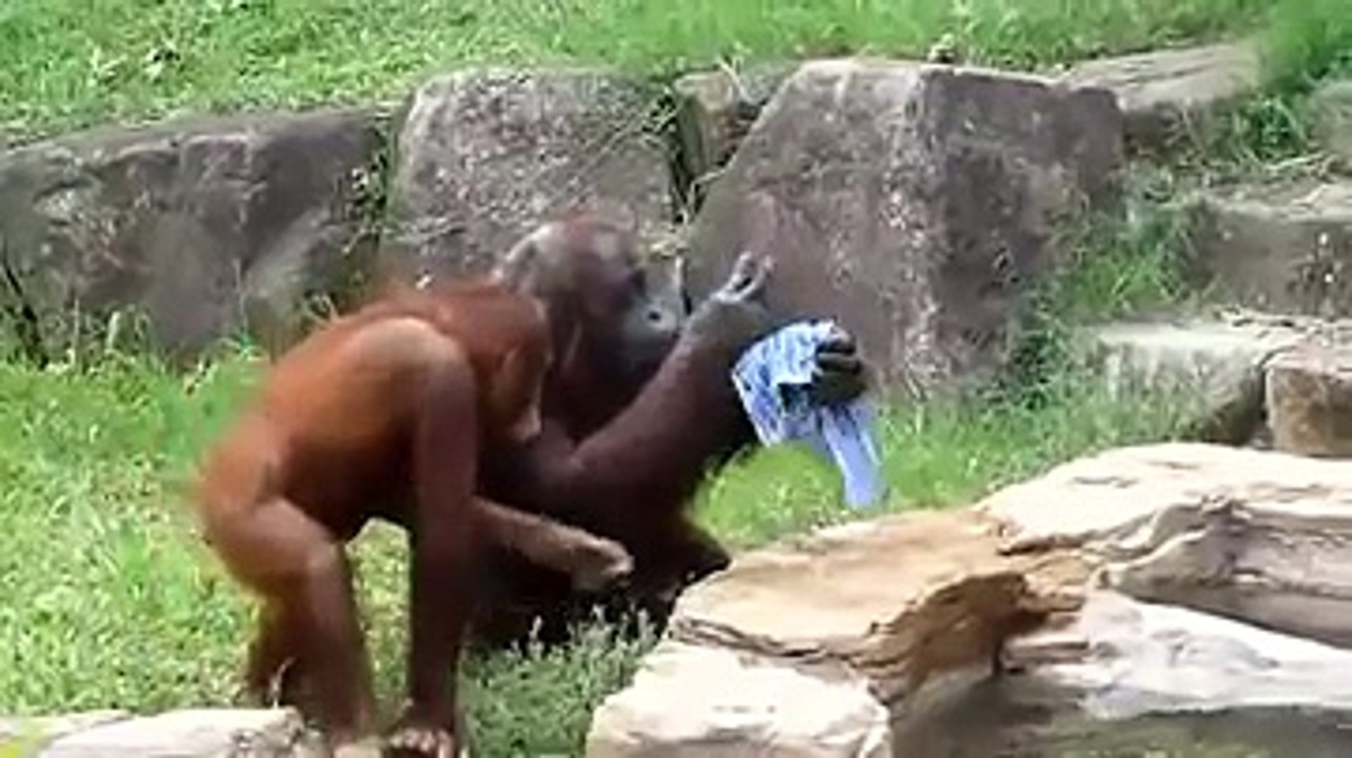 Sıcaktan Bunalan Orangutan Bakın Nasıl Serinlemeye Çalıştı!