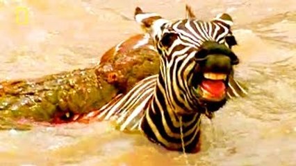 SUPREME KILLER OF THE RIVERS {SPECIAL of Crocodile Attacks!} Animal Video National Geograp