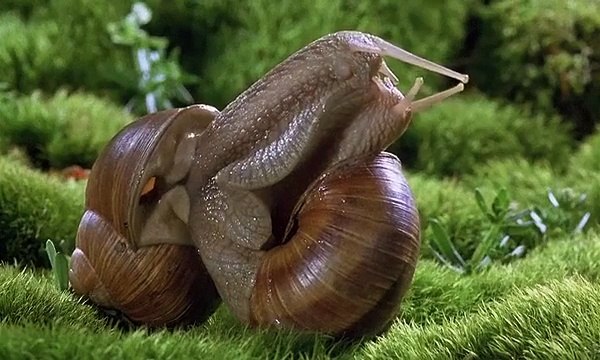 Sümüklü Böcekler Nasıl Aşk Yaşar Yok Böyle Bir Şey