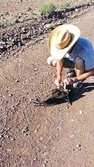 Şahini Yılanın Ağzından Kurtaran Adam Yok Böyle Bir Şey