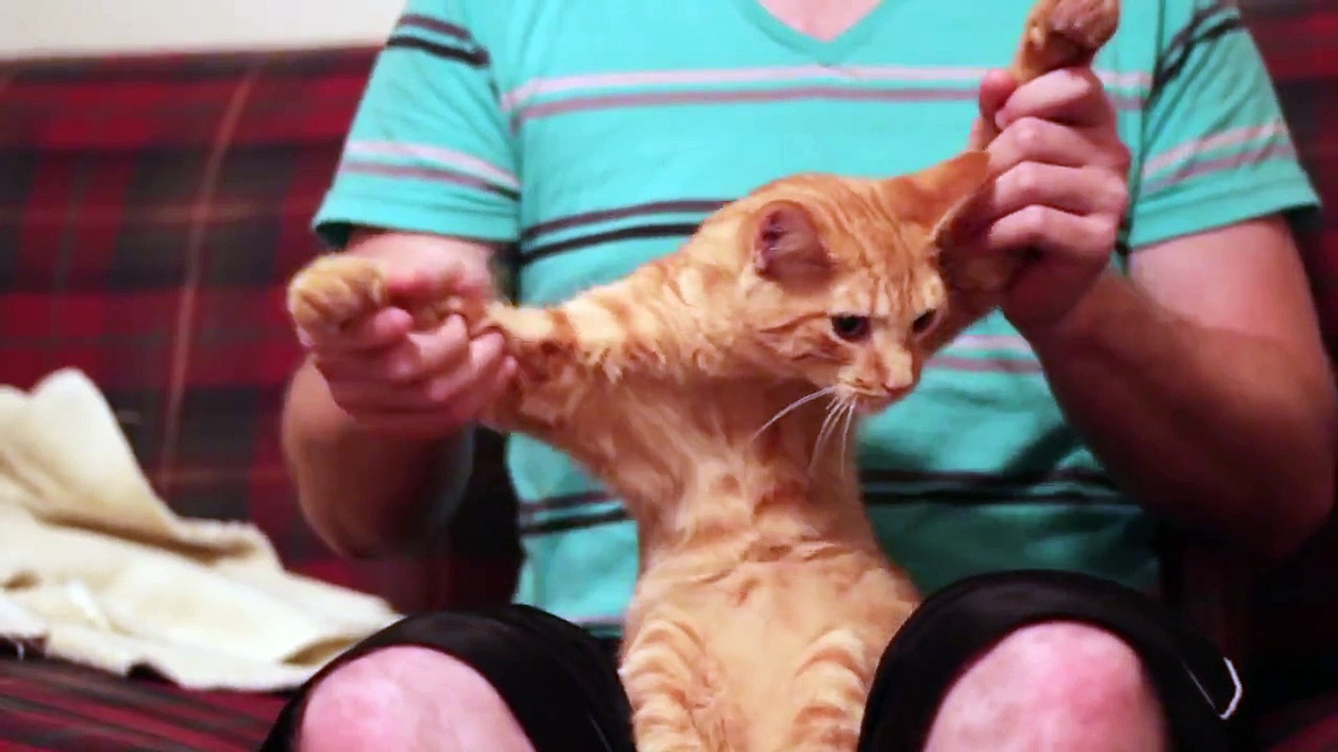 Funny Animals-Funny Cats-Dubstep Cat