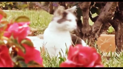 Самые неадекватные коты. Смешное поведение кошек (подборка 2015)