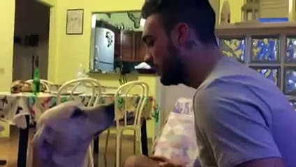 Un chien demande pardon