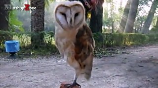 Cute Owls Compilation 2015 HD