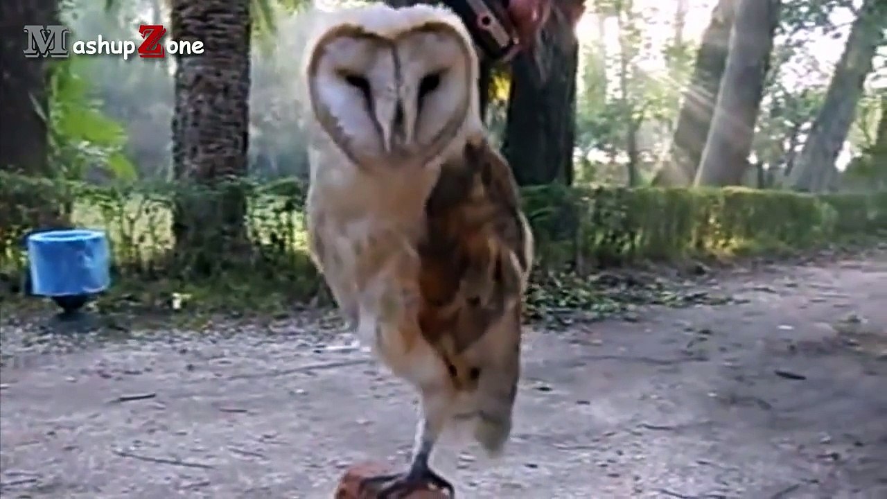 Cute Owls Compilation 2015 HD