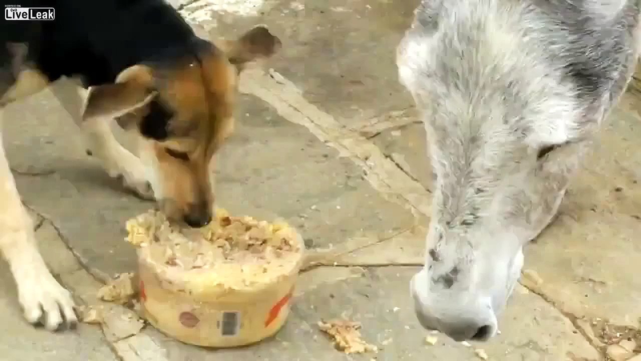 jajaja