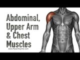 Abdominal, Upper Arm & Chest Muscles - Quick Overview