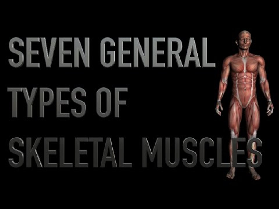 Seven General Types of Skeletal Muscles - Kinesiology Quiz - Black Background