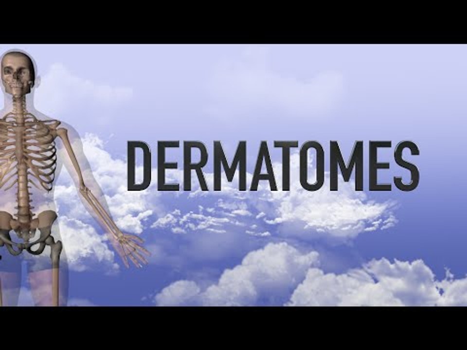 Dermatomes - Upper Body - Anterior - Anatomy Quiz