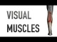 Visual Muscles: Calf Muscles
